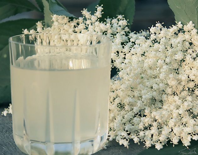 Квас из цветов бузины